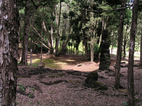 The Lava tree park 2.